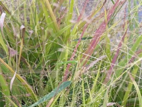 Eragrostis spectabilis