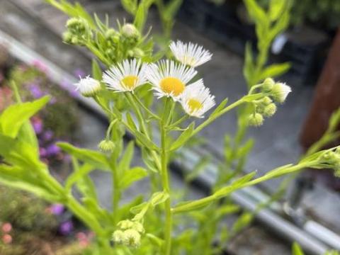 Erigeron annuus