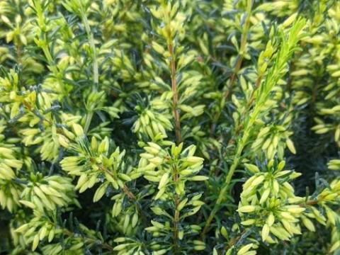 Erica carnea 'Isabell'
