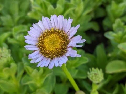 Erigeron glaucus