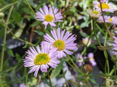 Erigeron karvinskianus 'Lavender Lady' PBR