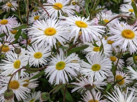 Erigeron 'Sommerneuschnee'