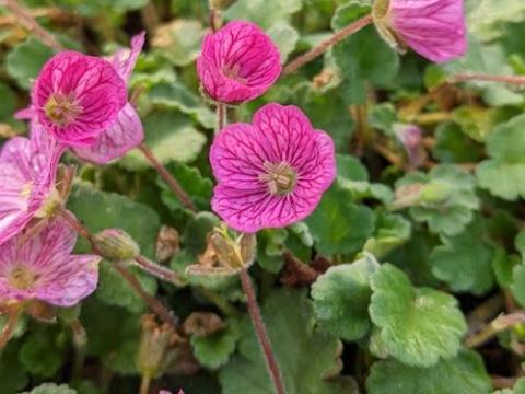 Erodium variabile 'Bishop's Form'