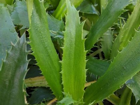 Eryngium agavifolium