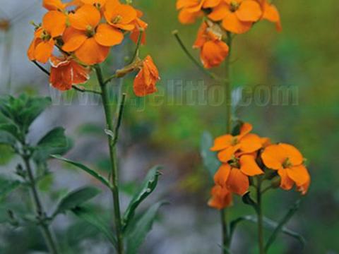Erysimum allionii