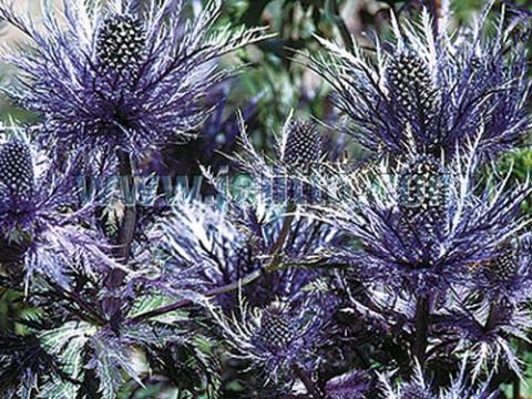 Eryngium alpinum 'Blue Star'