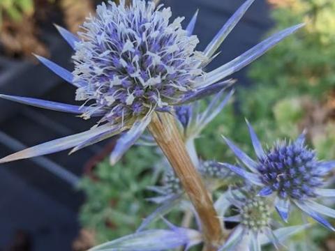 Eryngium bourgatii