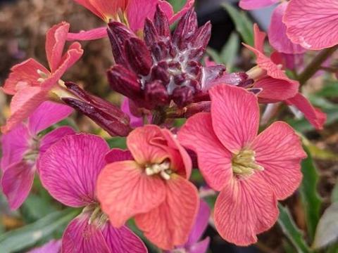 Erysimum 'Constant Cheer'