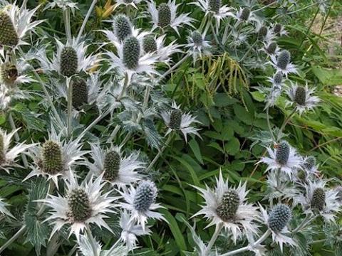 Eryngium giganteum