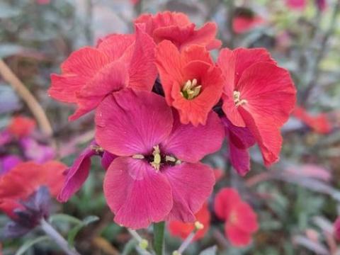 Erysimum 'Red Jep'