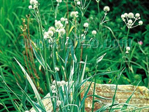 Eryngium yuccifolium