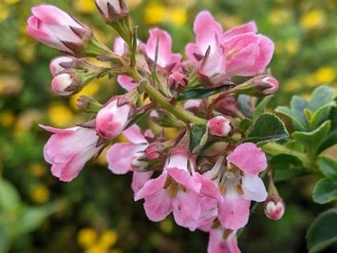 Escallonia 'Apple Blossom'