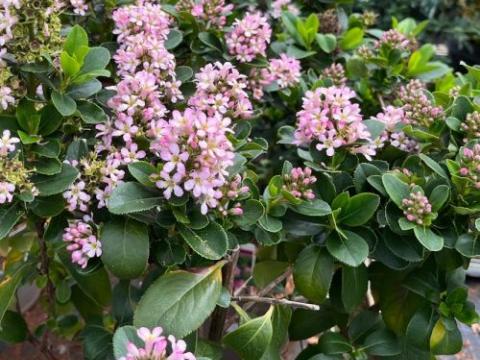 Escallonia 'Pink Elle' ®