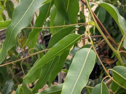 Eucalyptus citriodora