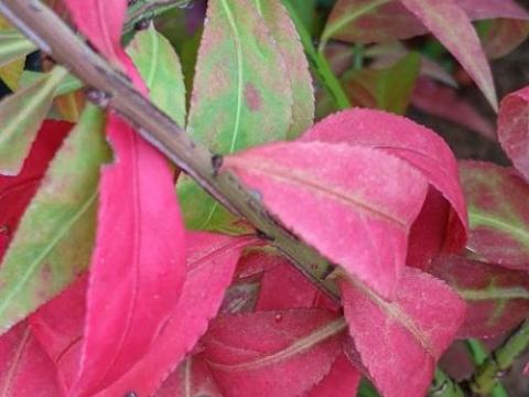 Euonymus alatus  Compactus'