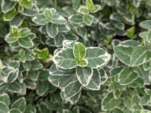 Euonymus fortunei 'Emerald Gaiety'