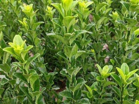 Euonymus japonicus 'Green Spire'