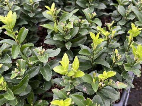 Euonymus japonicus 'Jean Hughues'