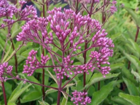 Eupatorium 'Baby Joe' PBR
