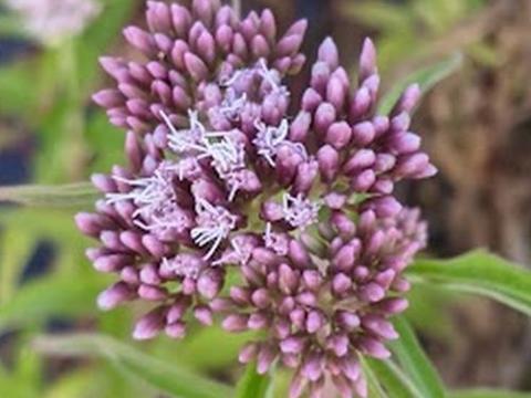 Eupatorium cannabinum