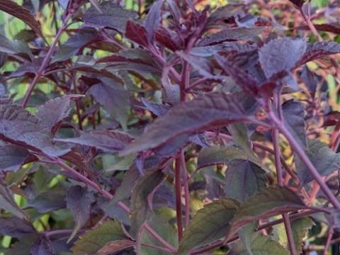 Eupatorium rugosum 'Chocolate' ( Ageratina)