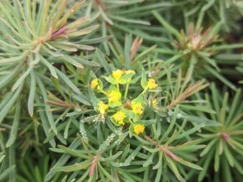 Euphorbia cyparissias 'Clarice Howard'