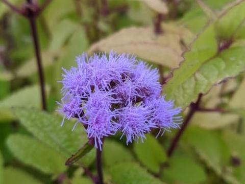 Eupatorium coelestinum