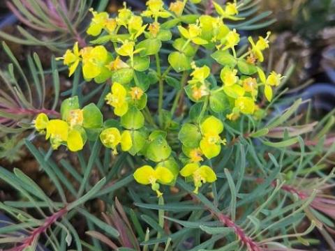 Euphorbia cyparissias 'Fens Ruby'