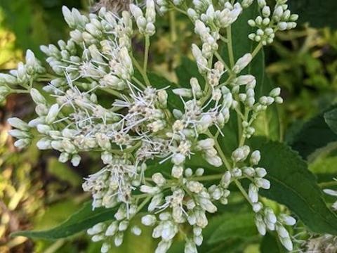 Eupatorium mac. 'Album' (Ivory Towers)