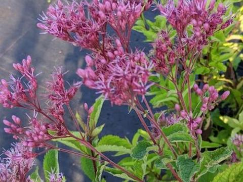 Eupatorium mac. 'Atropurpureum'