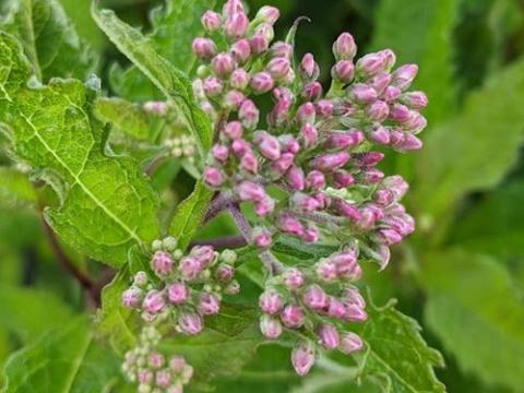 Eupatorium mac. 'Purple Bush'
