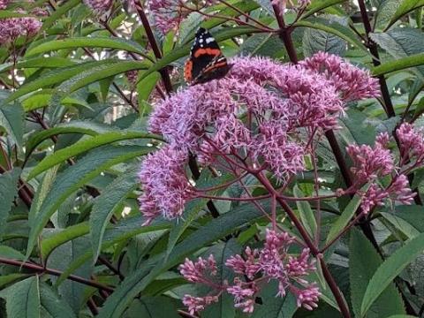 Eupatorium mac. 'Riesenschirm'
