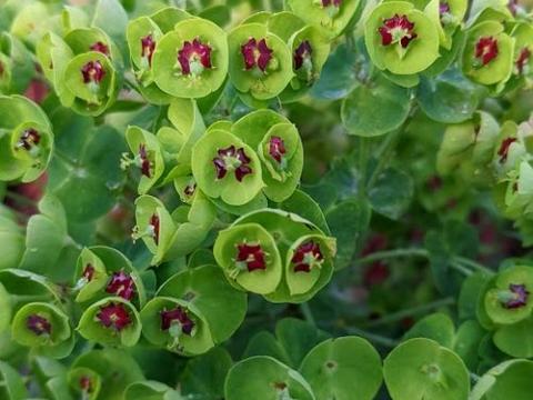 Euphorbia martinii (x)