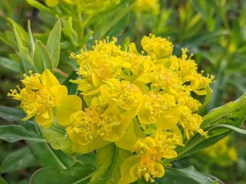 Euphorbia palustris
