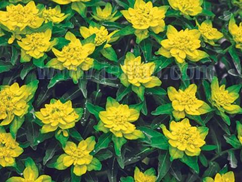 Euphorbia polychroma (epithymoides)