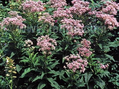 Eupatorium purpureum