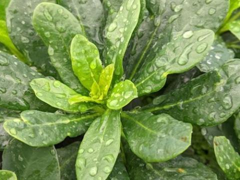 Euphorbia amygdaloides var. robbiae