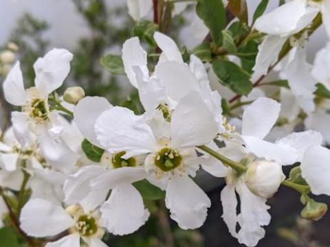 Exochorda macrantha 'Blushing Pearl'