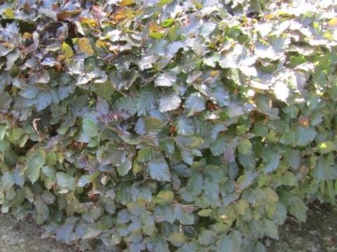 Fagus syl. 'Atropunicea'