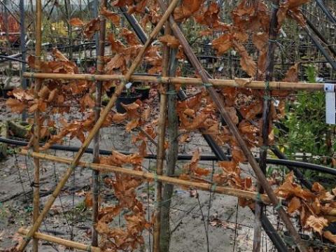 Fagus sylvatica leivorm scherm van onderaf