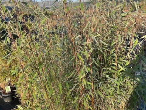 Fargesia nitida 'Black Pearl'