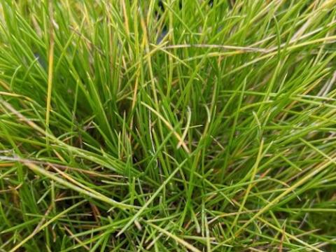 Festuca gautieri (scoparia)