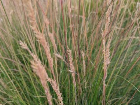Festuca 'Sunrise'®
