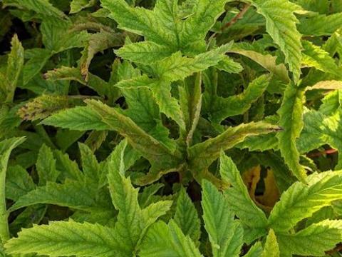Filipendula purpurea 'Elegans'