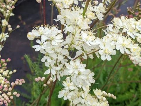 Filipendula vulgaris