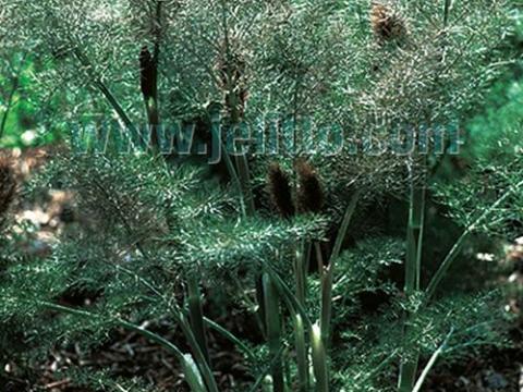 Foeniculum vulgare 'Purpureum' (Giant Bronze)