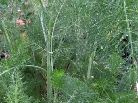 Foeniculum vulgare venkel