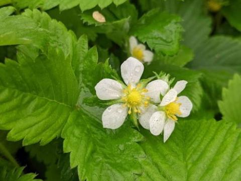 Fragaria vesca (bosaardbei)