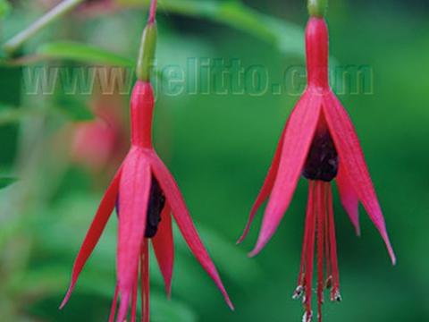 Fuchsia magellanica