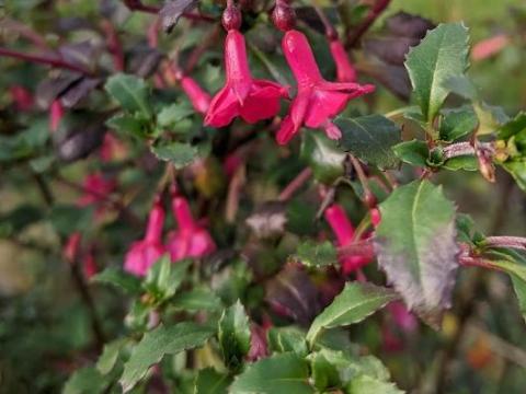 Fuchsia microphylla